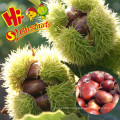 Ready to Eat Roasted Chestnuts Snacks---halal and Kosher Snacks Food Nut Snacks Decorated from CN;HEB Bag Packaging Low-fat 5 Kg